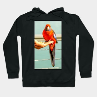 Crimson Rosella Hoodie